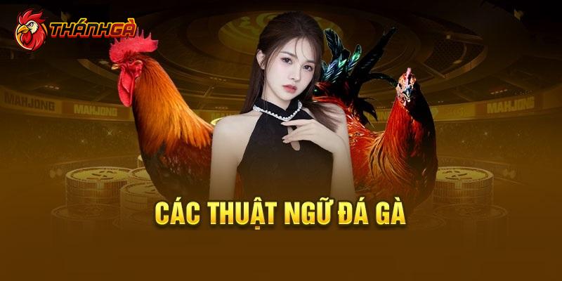 Giới thiệu sơ lược về hoạt động đá gà Thomo