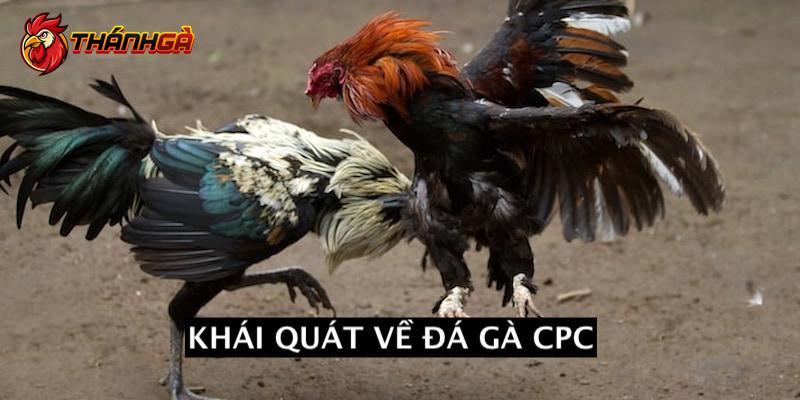 Khái quát về đá gà CPC cho tân thủ