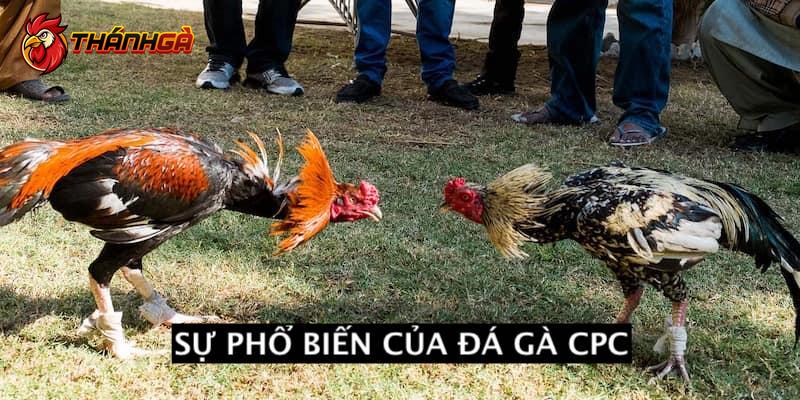 Sự phổ biến của đá gà CPC bạn nên biết