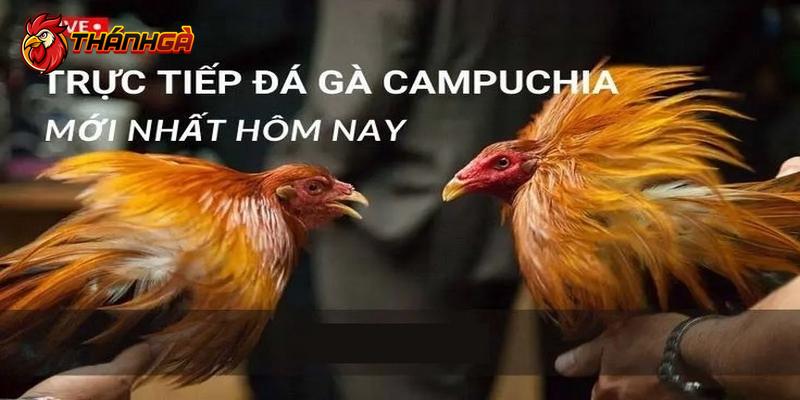 Bí kíp vào kèo đá gà trực tiếp Thomo bình luận viên thắng lớn