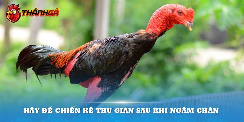 Hãy để chiến kê thư giãn sau khi ngâm chân