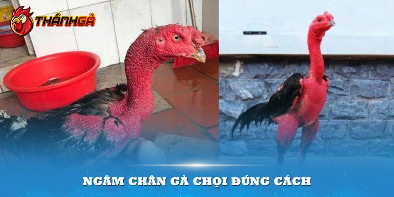 Ngâm chân gà chọi đúng cách