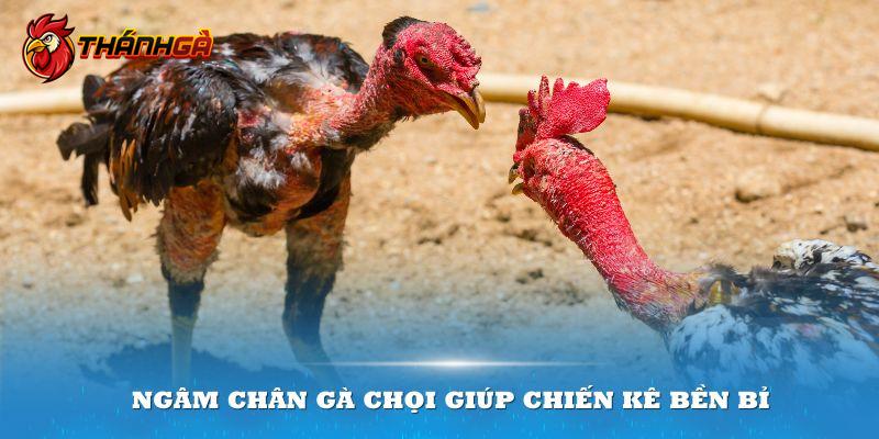 Ngâm chân gà chọi giúp chiến kê bền bỉ