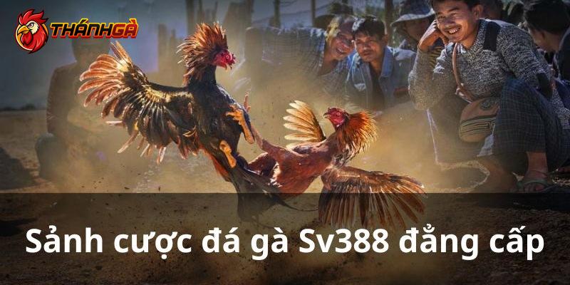 Khám phá khái quát về sảnh gà SV388