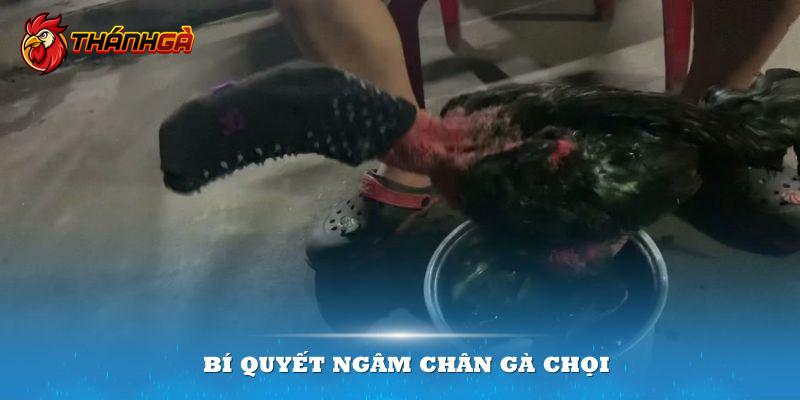 Ngâm chân gà chọi