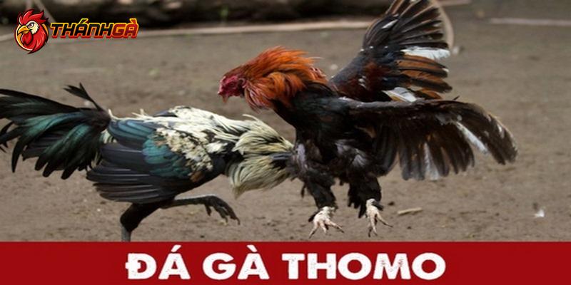 Tổng quan về đá gà Thomo